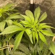 Coco-Mambo42 HUGE