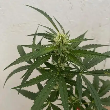 Strawberry Pie Auto FB