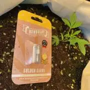 First GoldenSands Indoor rep