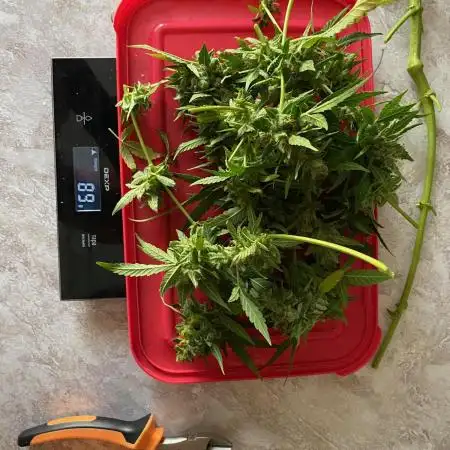 Strawberry Pie Auto FB
