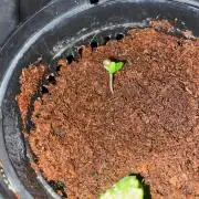 First GoldenSands Indoor rep