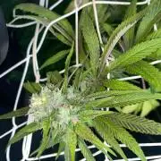 Coco-Mambo42 HUGE