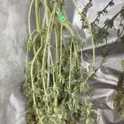 BlackMamba #42 tester