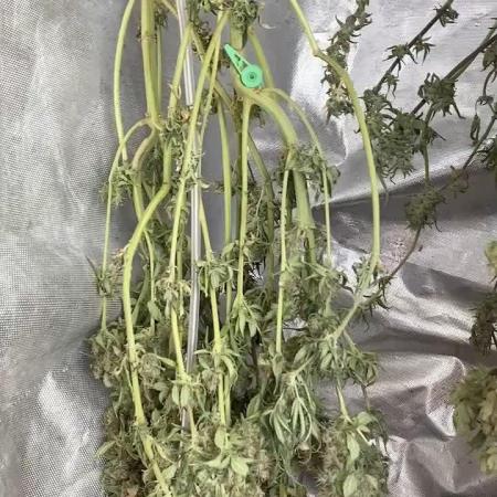BlackMamba #42 tester