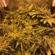 IZI Sour Blues Test seeds