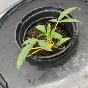 Durban Poizon Indoor