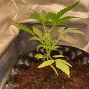 Durban Poizon Indoor