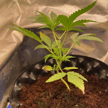 Durban Poizon Indoor