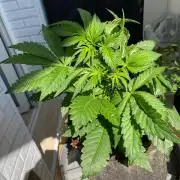 Coco-Mambo42 HUGE