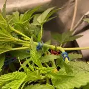 Durban Poizon Indoor