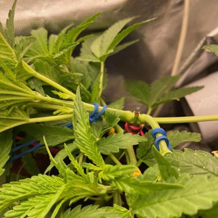 Durban Poizon Indoor