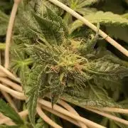 IZI Sour Blues Test seeds