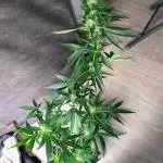 Strawberry Pie Auto FB