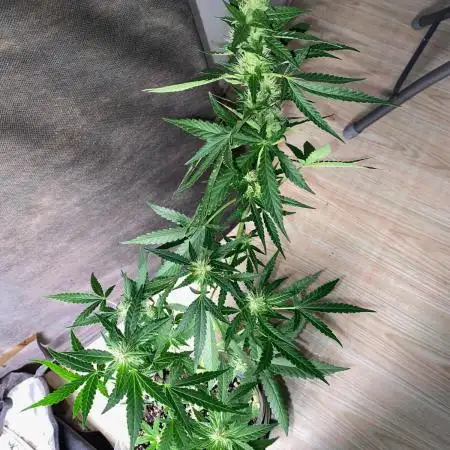 Strawberry Pie Auto FB