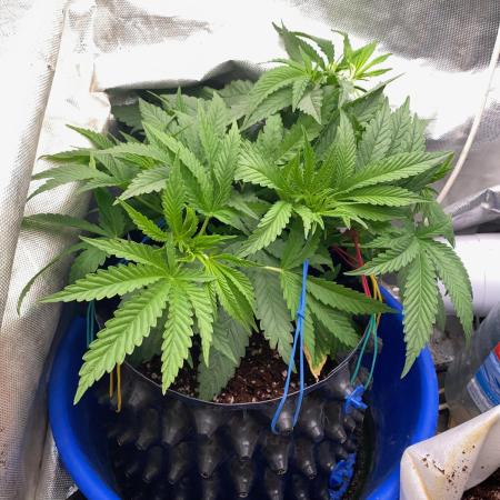 Durban Poizon Indoor