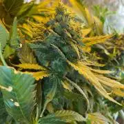 IZI Sour Blues Test seeds