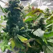 IZI AK47 Fem Indoor