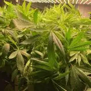 Durban Poizon Indoor