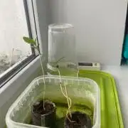 Durban Poizon Indoor