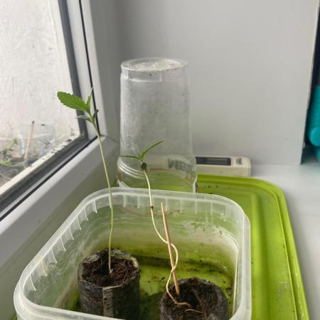 Durban Poizon Indoor