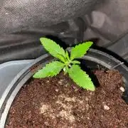 Durban Poizon Indoor