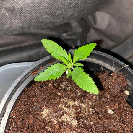 Durban Poizon Indoor