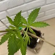 Sweet Seeds x Simplex germination test