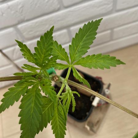Sweet Seeds x Simplex germination test