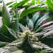IZI Sour Blues Test seeds