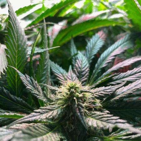 IZI Sour Blues Test seeds