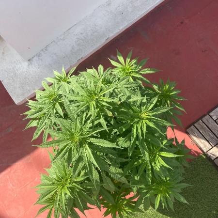 Primavera 2025