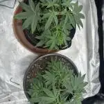 Stinky farms run2