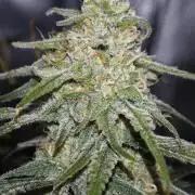 Rainbow Sherbert #11 / Kannabia / Indoor