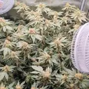 Ayahuasca Purple / Indoor 2025