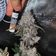 🌱 King Z — A Med. Bagseed Experiment 🌱