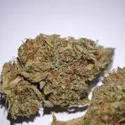 GMO Zkittlez F1 Reg – Ethos | Cycle 2