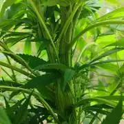 ☀️ Balcony Jungle 🌱 2026