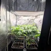 🌱 King Z — A Med. Bagseed Experiment 🌱