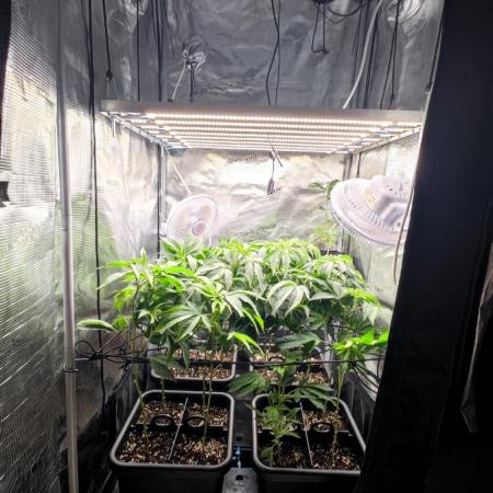 🌱 King Z — A Med. Bagseed Experiment 🌱