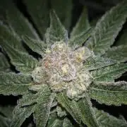 Pink Gelato / Kannabia / Indoor