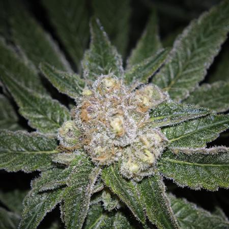 Pink Gelato / Kannabia / Indoor