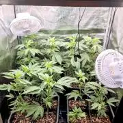 ๐ฑ King Z โ A Med. Bagseed Experiment ๐ฑ