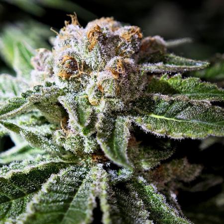 Pink Gelato / Kannabia / Indoor