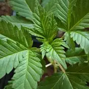 Sirius Black / WeedSeedsExpress / Indoor