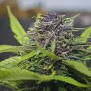 Frisian Dew / Outdoor 2025