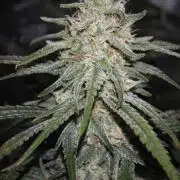 Rainbow Sherbert #11 / Kannabia / Indoor