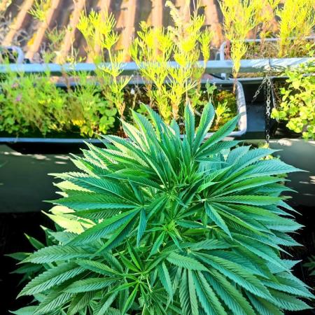 ☀️ Balcony Jungle 🌱 2026