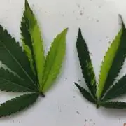 🌱 King Z — A Med. Bagseed Experiment 🌱