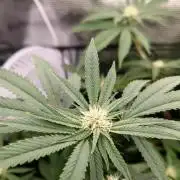 🌱 King Z — A Med. Bagseed Experiment 🌱