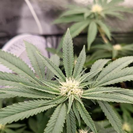 🌱 King Z — A Med. Bagseed Experiment 🌱